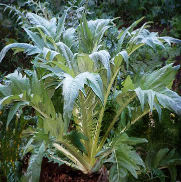 Cardoon produces large amounts of biomass for the compost pile. Cardoon produces large amounts of biomass for the compost pile.